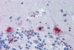 ERG28 Antibody, Novus Biologicals 50 &mu;g | Buy Online | Novus Biologicals | Fisher Scientific